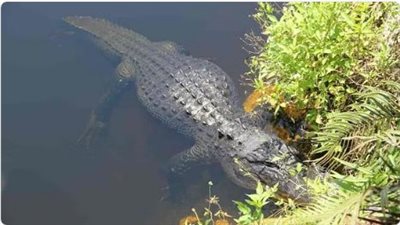 تضحي بحياتها لإنقاذ كلبها من أنياب تمساح طوله 3 أمتار