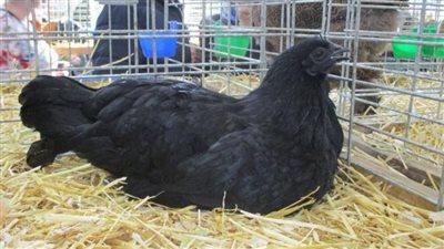 البيض الأسود يحيّر 