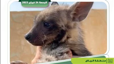 مواطن سعودي مهدد بغرامة 30 مليون ريال والسجن 10 سنوات بسبب ضبع