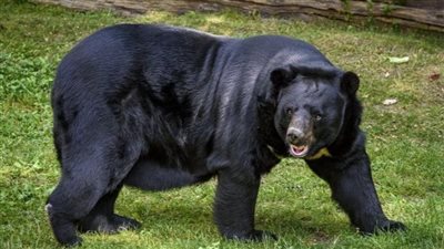 إنقاذ دببة من مزرعة في فيتنام قبل استخراج عصارة مرارتها لأغراض طبية