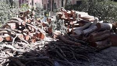 الاحتطاب الجائر كارثة جديدة تضرب اليمن بسبب شح وغلاء الغاز 