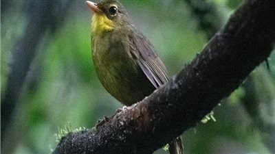 طائر غريب يعود من انقراضه بربع قرن