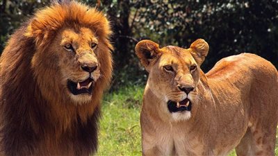 هل تفضل الحيوانات المفترسة لحوم الفقراء؟