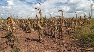 موجة جفاف عنيفة في الأرجنتين تهدد العالم بأخطر أزنة غذاء في تاريخه