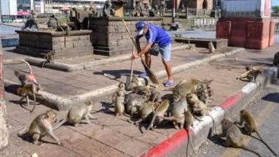 القرود تهاجم سكان الهند وتقتل سيدة عجوز فى ولاية تيلانجانا