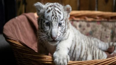 أول رد من «الإفتاء» بشأن هجوم نمر على عامل سيرك طنطا