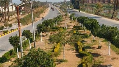 استمرار حملات النظافة والتجميل وزراعة الأشجار بمركز مطاي في المنيا