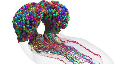 كشف علمي مذهل.. رسم أول خريطة لـ رأس حشرة