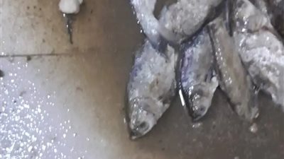 ضبط ١٠٤ أطنان فى ثلاثة أيام من اللحوم والسردين والدواجن الفاسدة 