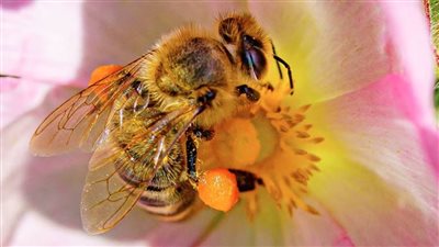 معجزة جديدة يكتشفها العلماء: النحل يتعلم الرقص للتواصل الاجتماعي