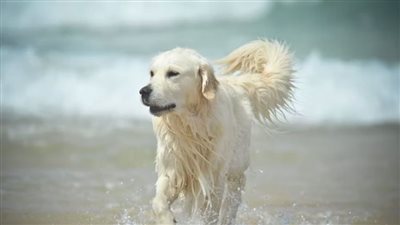 دراسة: وجود حيوان أليف في المنزل يؤدي لمشاكل في النوم