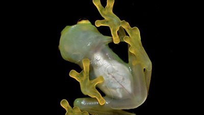 ما هي معجزة النوم لدى الضفدع الزجاجي التي تحميه من الحيوانات المفترسة؟