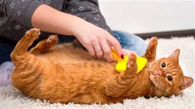 قصة تدجين القطط منذ أكثر من 10 آلاف عام