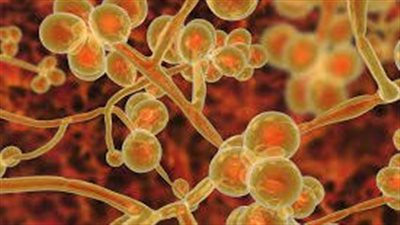 اكتشاف فطريات مميتة في أغلب الولايات الأمريكية