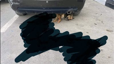 بالصور.. تفاصيل تقطيع جزار لكلب أمام المواطنين بمحل لحوم شهير بالمقطم 