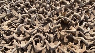 الكشف أكثر من 2000 من رؤوس الكباش المحنطة تعود للعصر البطلمي