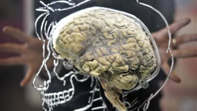 تجربة علمية تكتشف المنطقة المسؤولة عن تخزين الذكريات طويلة المدى في الدماغ