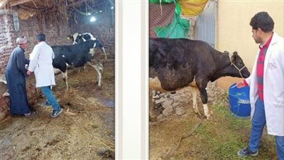 محافظ الشرقية: خطة لمنع تفشي التهاب الجلد العقد بين الثروة الحيوانية