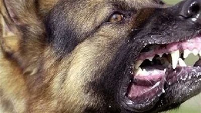 إصابة طالب بجروح خطيرة نتيجة عقرة كلب مسعور بالمنيا 