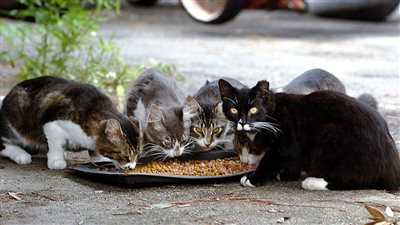 بيان الداخلية بشأن التعدى على سيدة تطعم القطط فى الطريق العام