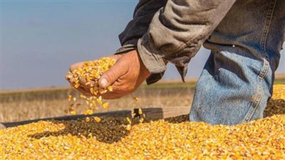 منتجي الدواجن: سعر طن الصويا وصل لـ42 ألف جنيه في السوق السوداء