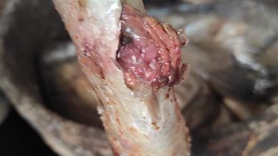 بالصور.. ضبط 2.5 طن أسماك مملحة ومدخنة غير صالحة ومخزن سرى لذبح البتلو