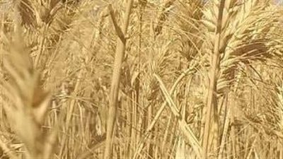 محافظ الغربية يكشف حصيلة ما تم توريده من القمح اليوم