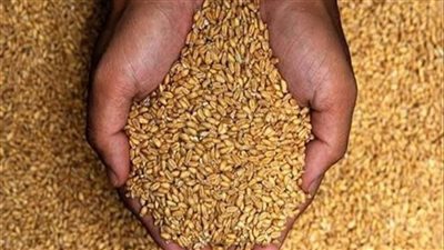 توريد 5661 طن من محصول القمح بالشون والصوامع الحكومية بمراكز المنيا