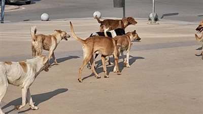 الداخلية تكشف حقيقة قتل الكلاب الضالة بالرصاص في شوارع مصر القديمة