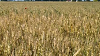 توريد 5200 طن قمح داخل صوامع وشون الغربية