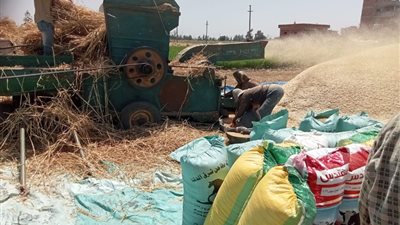 محافظ الشرقية: استمرار توريد محصول القمح بجميع مراكز ومدن المحافظة