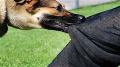 «الداخلية» تكشف كواليس فيديو تعدي شخص على «كلب ضال» بالقاهرة