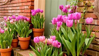 أهم 5 معلومات حول زهرة التوليب