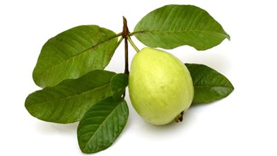 الجوافة لعلاج الكحة ونزلات البرد في فصل الربيع