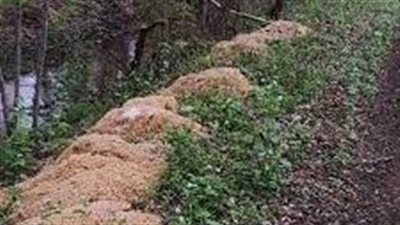 ظاهرة عجيبة.. سماء نيوجيرسي الأمريكية تمطر مكرونة بالصلصة 