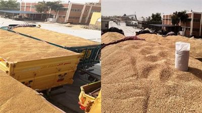 توجيهات رسمية بسرعة صرف المستحقات المالية للمزارعين نظير توريد القمح بسوهاج