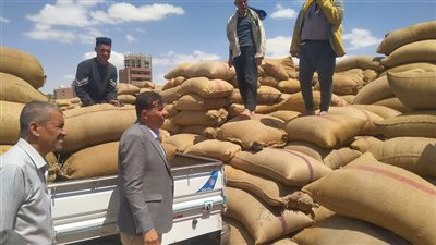 رؤساء المراكز والمدن بالمنيا يتابعون أعمال توريد محصول القمح