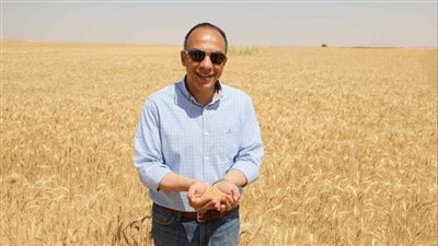 نائب محافظ المنيا يشهد حصاد القمح وإنتاج التقاوي بمزرعة مصنع القناة للسكر 