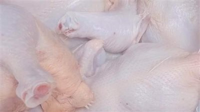 ضبط دواجن محقونة بالمياه لزيادة وزنها في بورسعيد