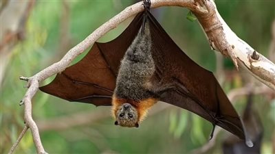 العلماء يكتشفون بروتين في الخفافيش يمكنه إبطاء الشيخوخة ومحاربة كورونا