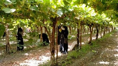 تفاصيل سرقة محصول العنب من مزرعة يوسف والي في الفيوم