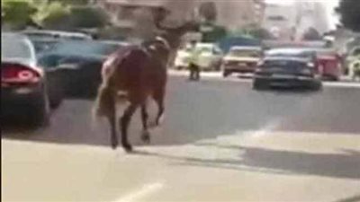 بالاسم.. حصان كسول يصيب طفلا بضربة خطيرة في أسوان