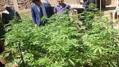 المشدد 5 سنوات لعاطل استغل أرضه لزراعة البانجو في طوخ