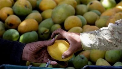 تعرف على أسعار المانجو في الأسواق