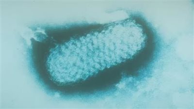 التغير المناخي السبب في عودتها للحياة.. الفيروسات القديمة خطر يهدد مستقبل البشرية