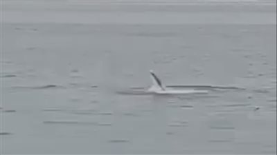 نكشف سبب التهام سمكة القرش للسائح الروسي بالغردقة والسر في حادث العام الماضي