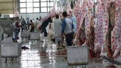 ذبح 55 عجلا بمجزر طنامل بالدقهلية لتوزيع لحومها على الأسر الأكثر احتياجا 