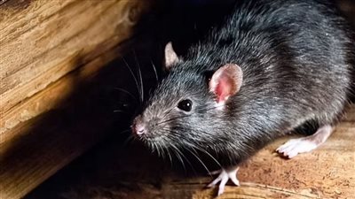 صيد الفئران الآن بات أكثر سهولة بتلك الطريقة