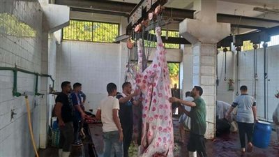 بيطري المنيا: المجازر جاهزة لاستقبال أضاحي المواطنين مجانًا 