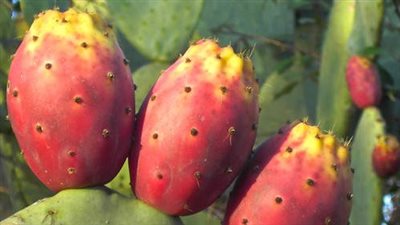 هذا ما يفعله تناول التين الشوكي بصحة الجسم والشعر